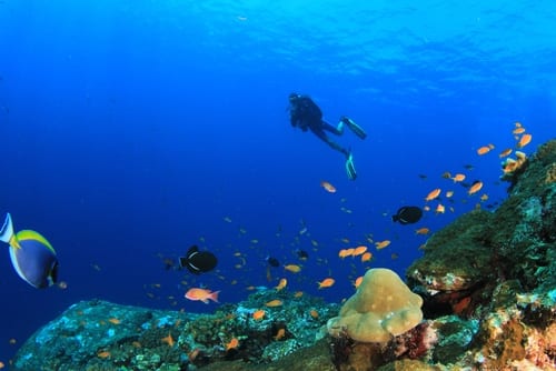 Riviera Maya scuba dive